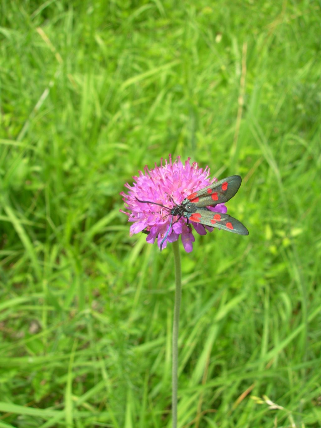 Zygaena da id.